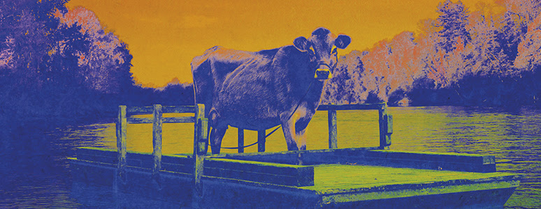 First Cow
